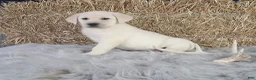 Labrador Retriever dogs for sale: Dustin - Ad 6