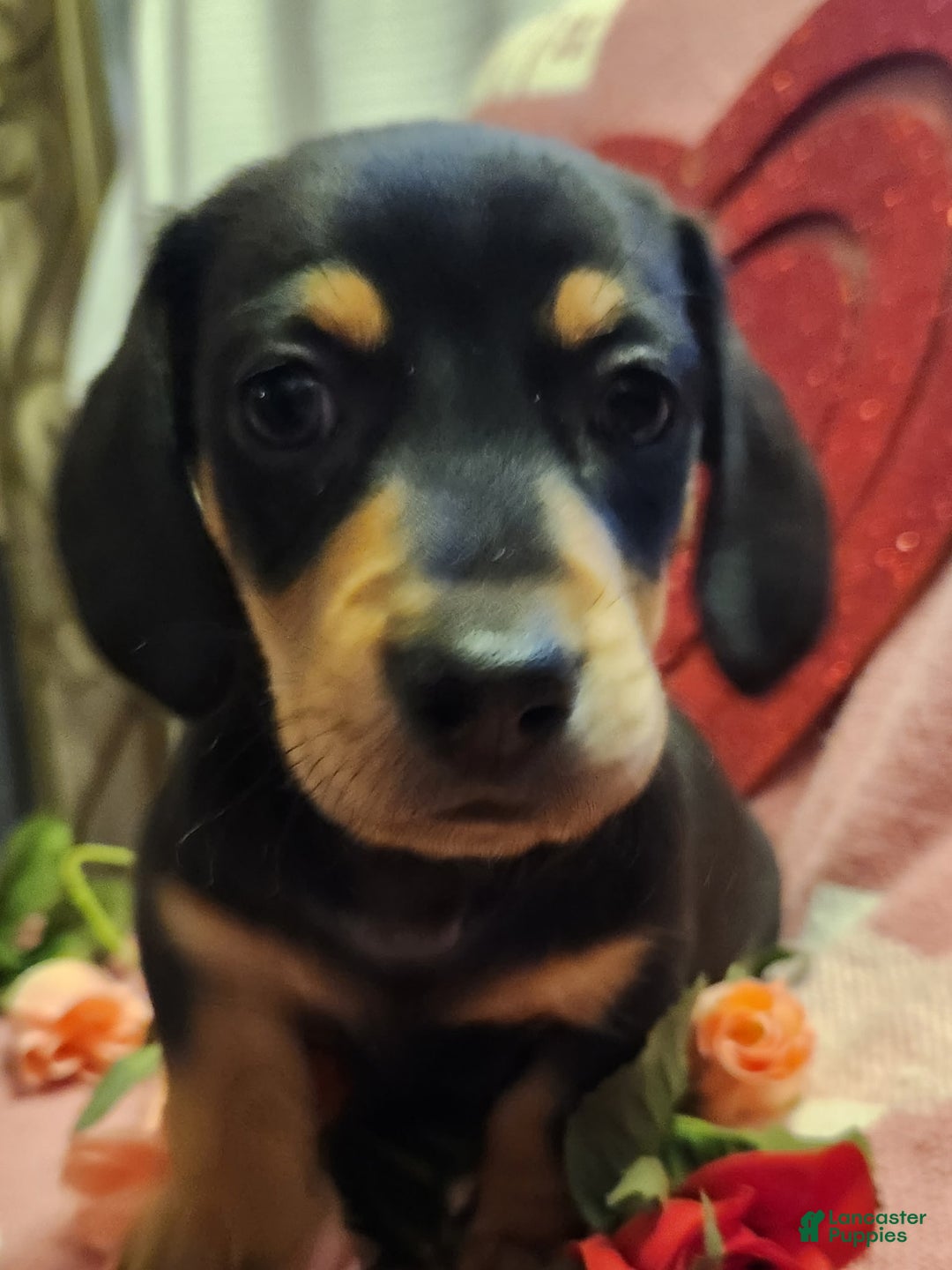 Miniature Dachshund dogs for sale: Miniature Dachshund Puppy 1 - Ad 1