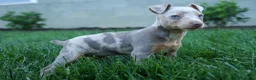 Miniature Pinscher dogs for sale: MOLLY - Ad 6