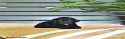 Miniature Poodle dogs for sale: Cynthia - Ad 3