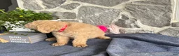 Goldendoodle dogs for sale: Nolan - Ad 10