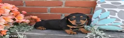 Miniature Dachshund dogs for sale: Fifi - Ad 1