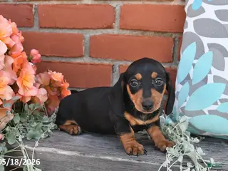 Miniature Dachshund dogs for sale: Fifi - Ad 2