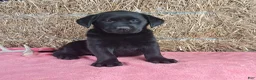 Labrador Retriever dogs for sale: Bella - Ad 6