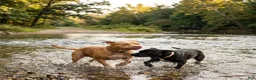 American Pit Bull Terrier dogs for sale: American Pit Bull Terrier 3 - Ad 20