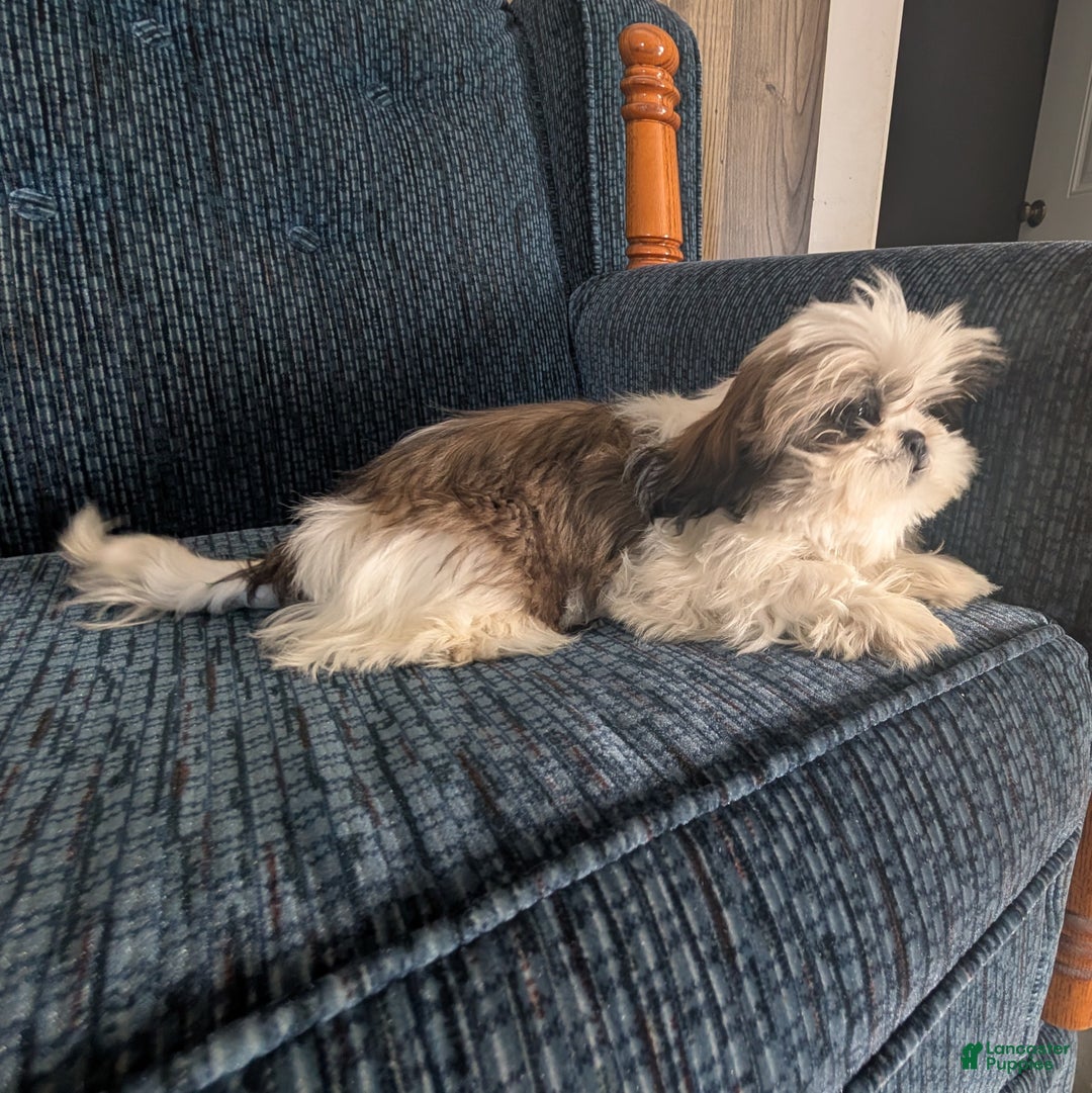 Shih Tzu dogs for sale: Tiggy - Ad 4