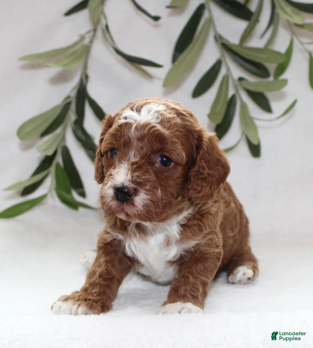 Cavapoo dogs for sale: Amber - Ad 2
