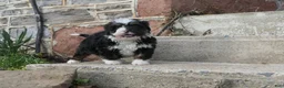 Mini Bernedoodle dogs for sale: Mini Bernedoodle Ranger - Ad 9