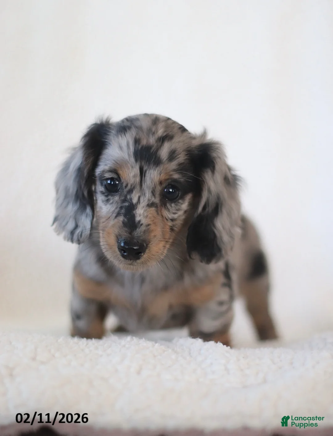 Miniature Dachshund dogs for sale: Lacey - Ad 4