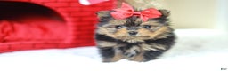 Mixed Breed dogs for sale: jESSICA YORKIE-POM - Ad 4
