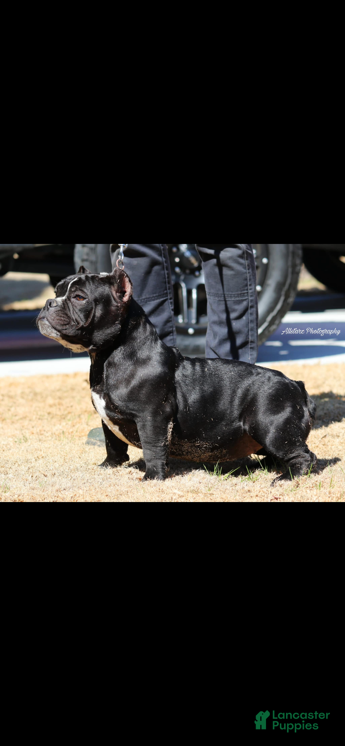 American Bully dogs American Bully Puppy 1 - Ad 2