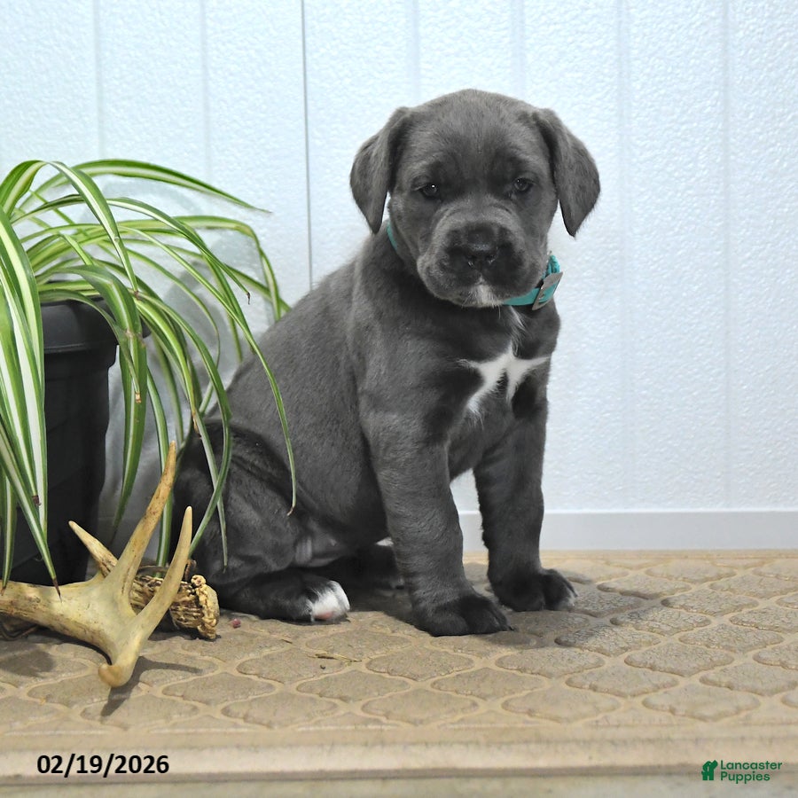Cane Corso dogs Gem  - Ad 1