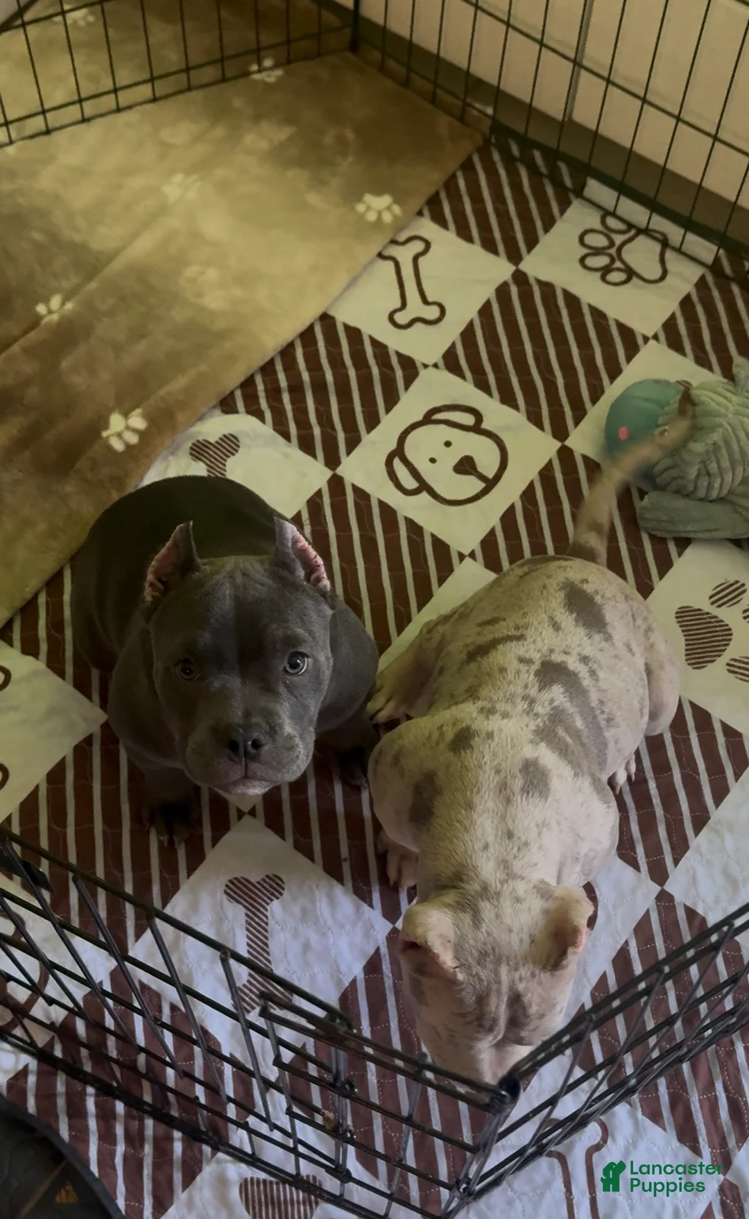 American Bully dogs for sale: American Bully Lilac Merle Male - Ad 6