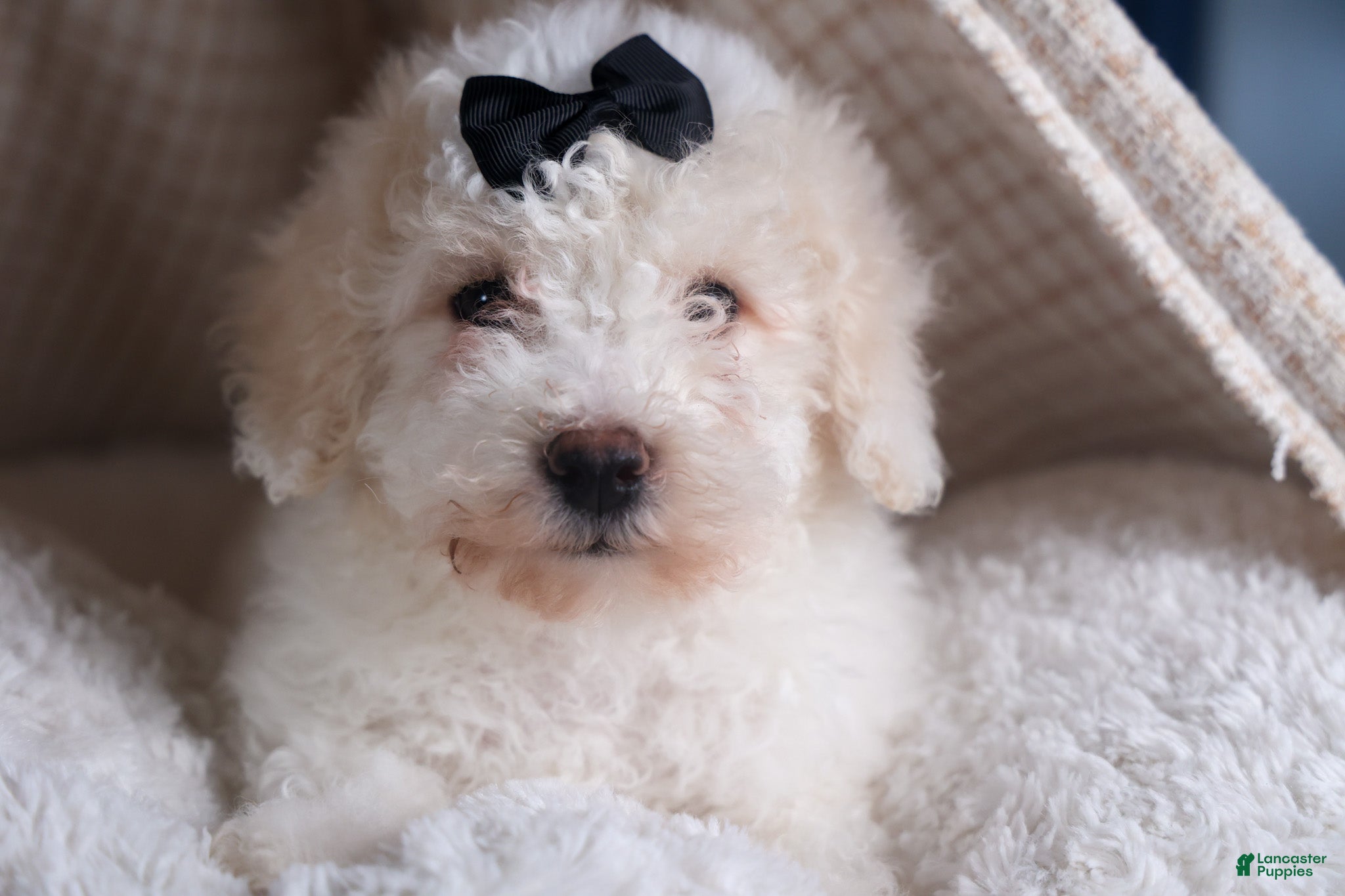 Bichpoo dogs Carmel - Ad 2