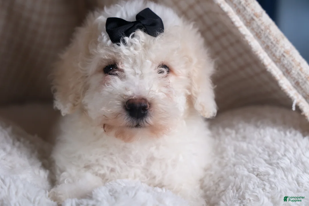 Bichpoo dogs for sale: Carmel - Ad 4