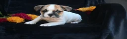 Mixed Breed dogs for sale: Jax - Ad 7