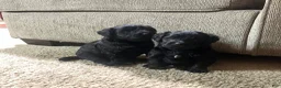 Yorkiepoo dogs for sale: Pepper - Ad 16