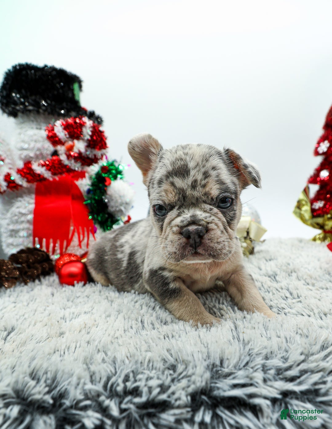 French Bulldog dogs for sale: Draco - Ad 4