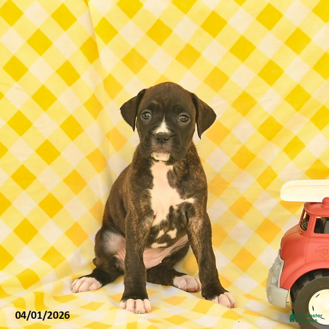 Boxer dogs for sale: Jessica  - Ad 2