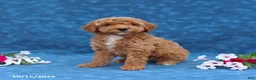 Mini Goldendoodle dogs for sale: Polly - Ad 5
