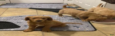 Goldendoodle 4