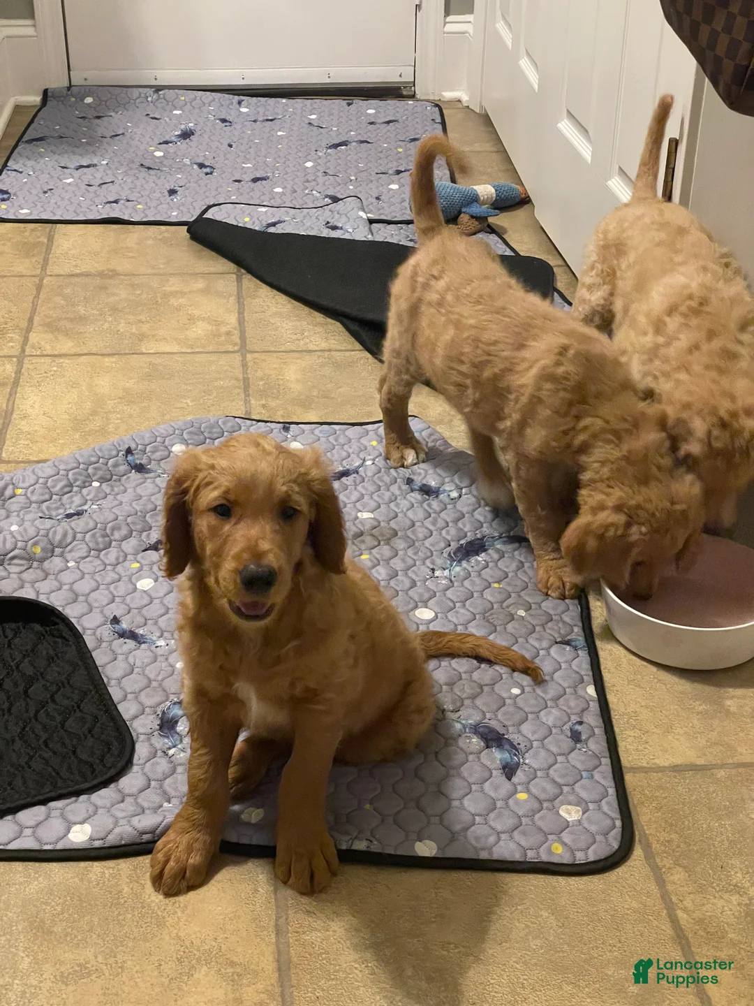 Goldendoodle dogs for sale: Goldendoodle 4 - Ad 1