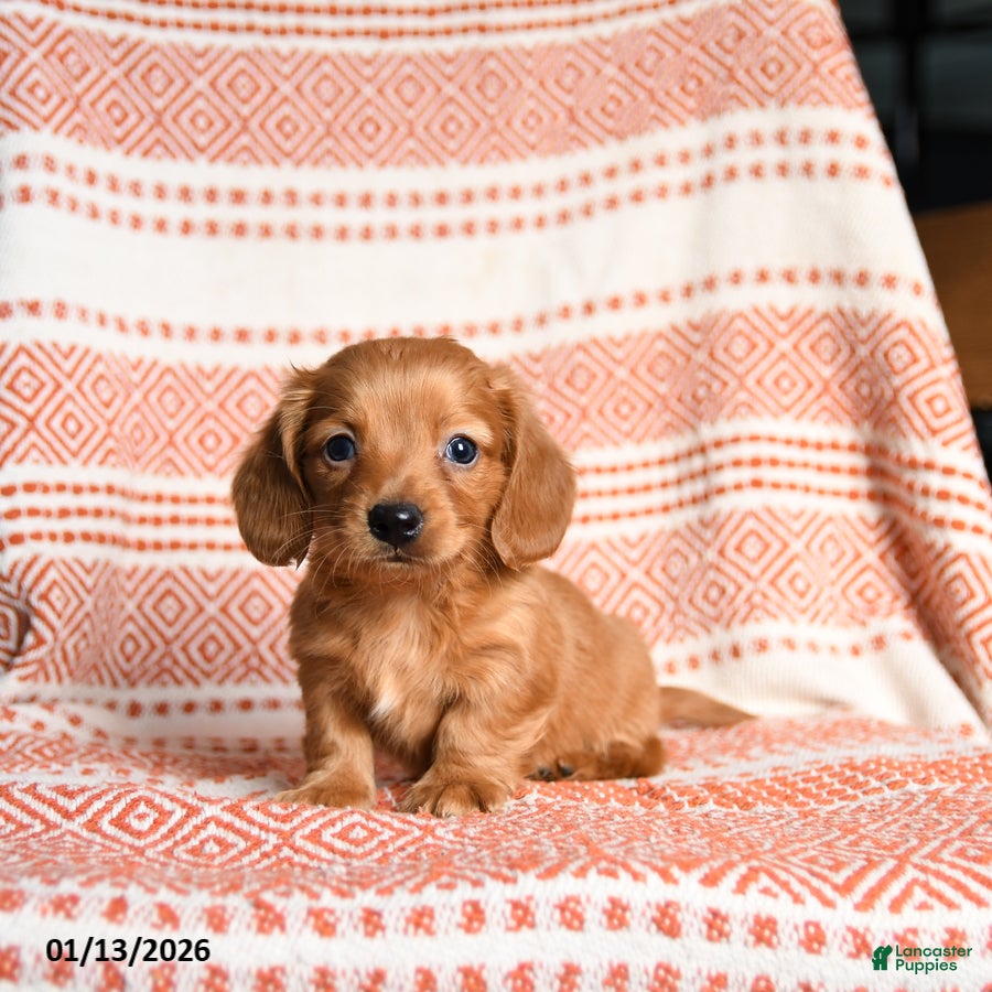 Miniature Dachshund dogs King - Ad 15