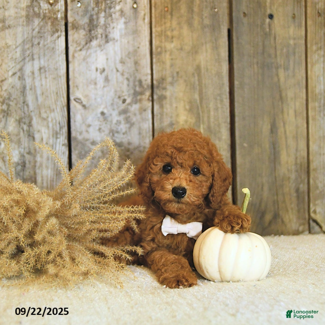 Toy Poodle dogs for sale: Robbi GENETIC TESTED - Ad 4