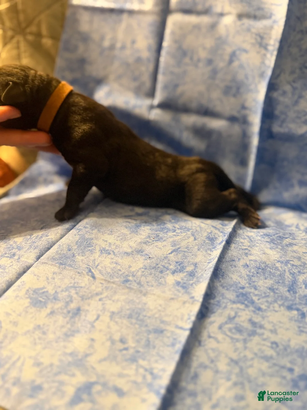 Cane Corso dogs for sale: Cane Corso litter of 9 puppies in Miami Beach - Ad 29