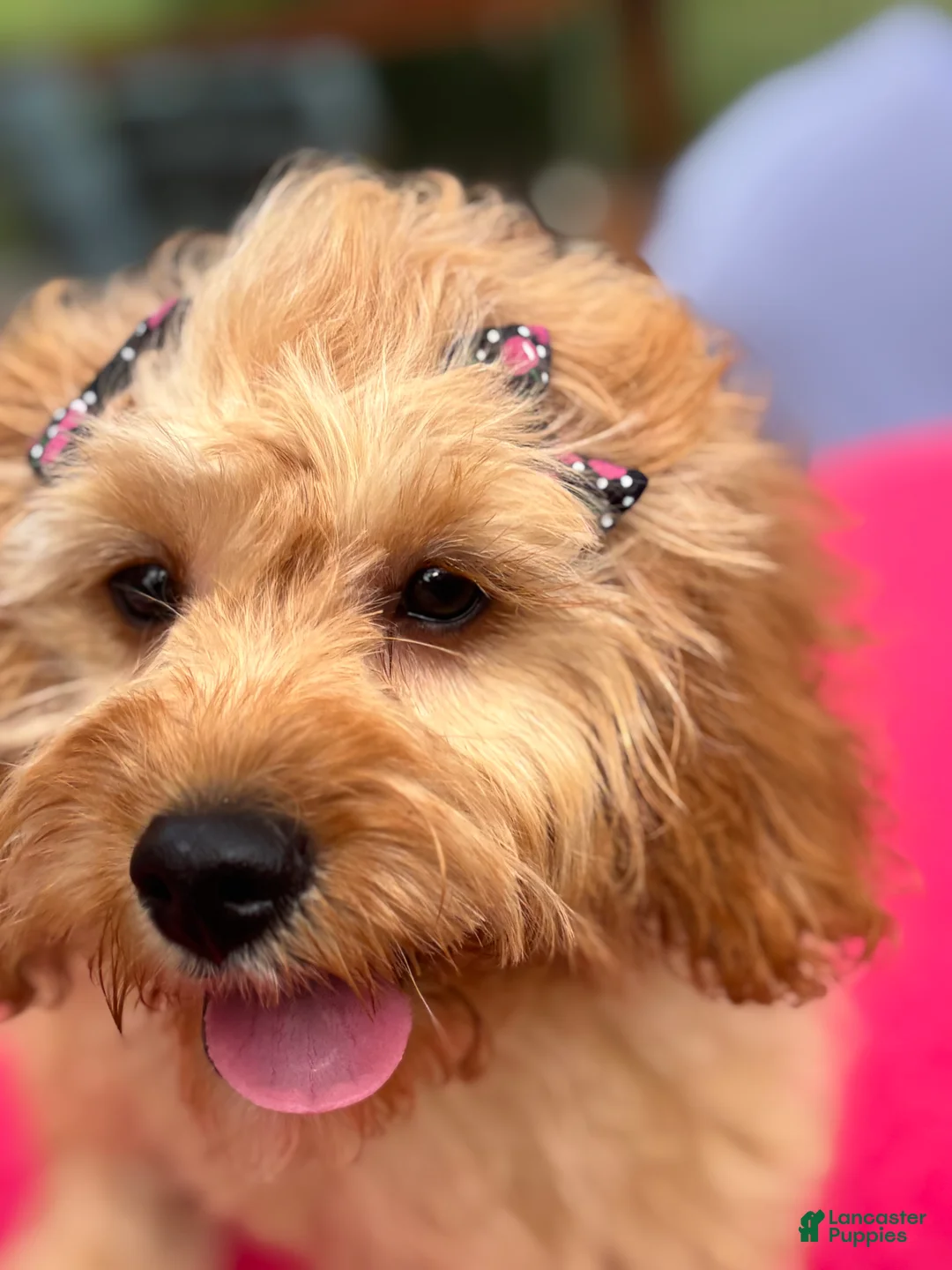 Cavapoo dogs for sale: Monica - Ad 5
