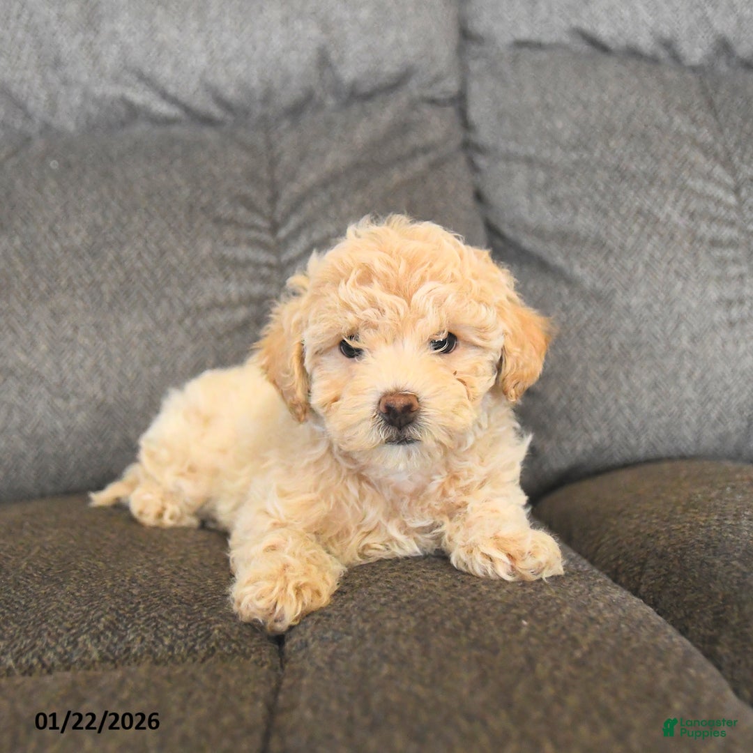 Bichpoo dogs for sale: Lucy  - Ad 3
