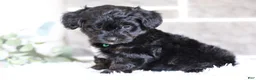 Yorkiepoo dogs for sale: Bentley - Ad 2