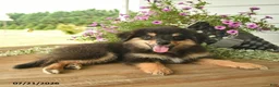 Toy Australian Shepherd dogs for sale: Adrian - Ad 4