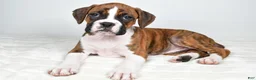 Boxer dogs for sale: Dinah - Ad 6
