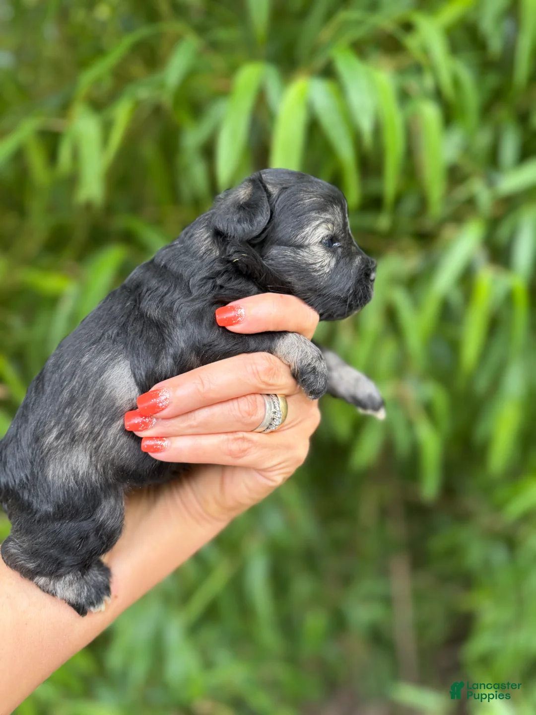 Miniature Schnauzer dogs for sale: Miniature Schnauzer Puppy 3 - Ad 4