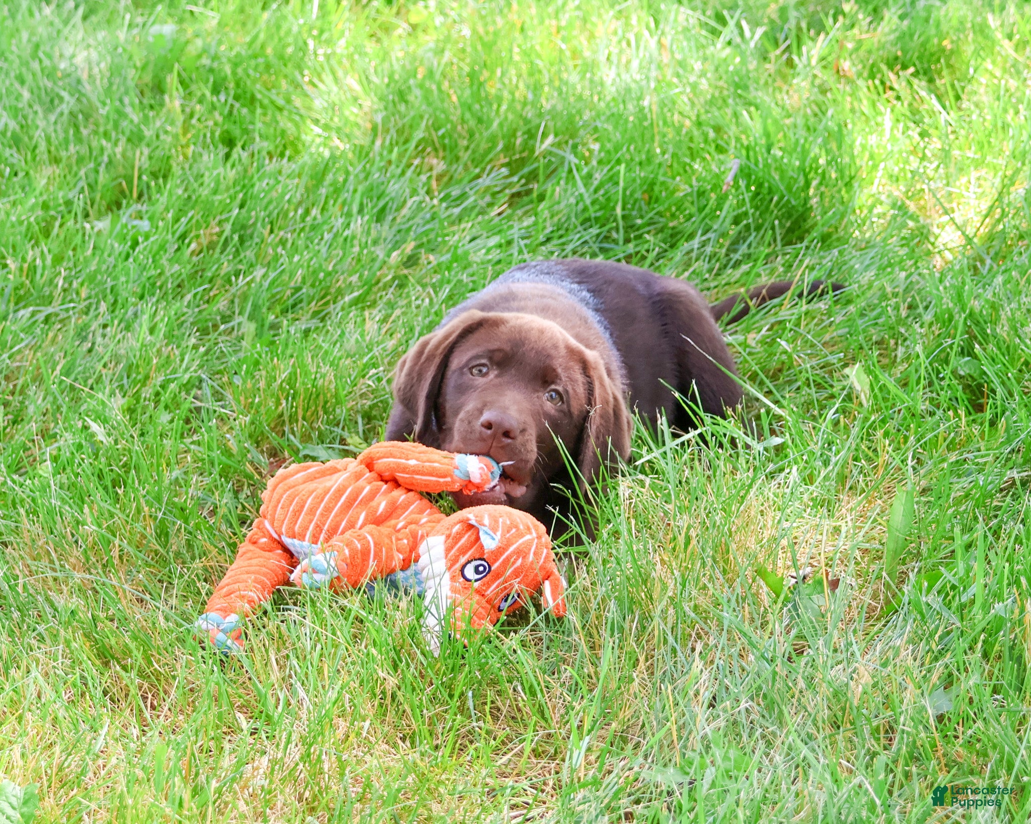 Labrador Retriever dogs Joel  - Ad 37