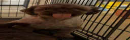 Shih Tzu dogs for sale: Yogi Bear - Ad 7