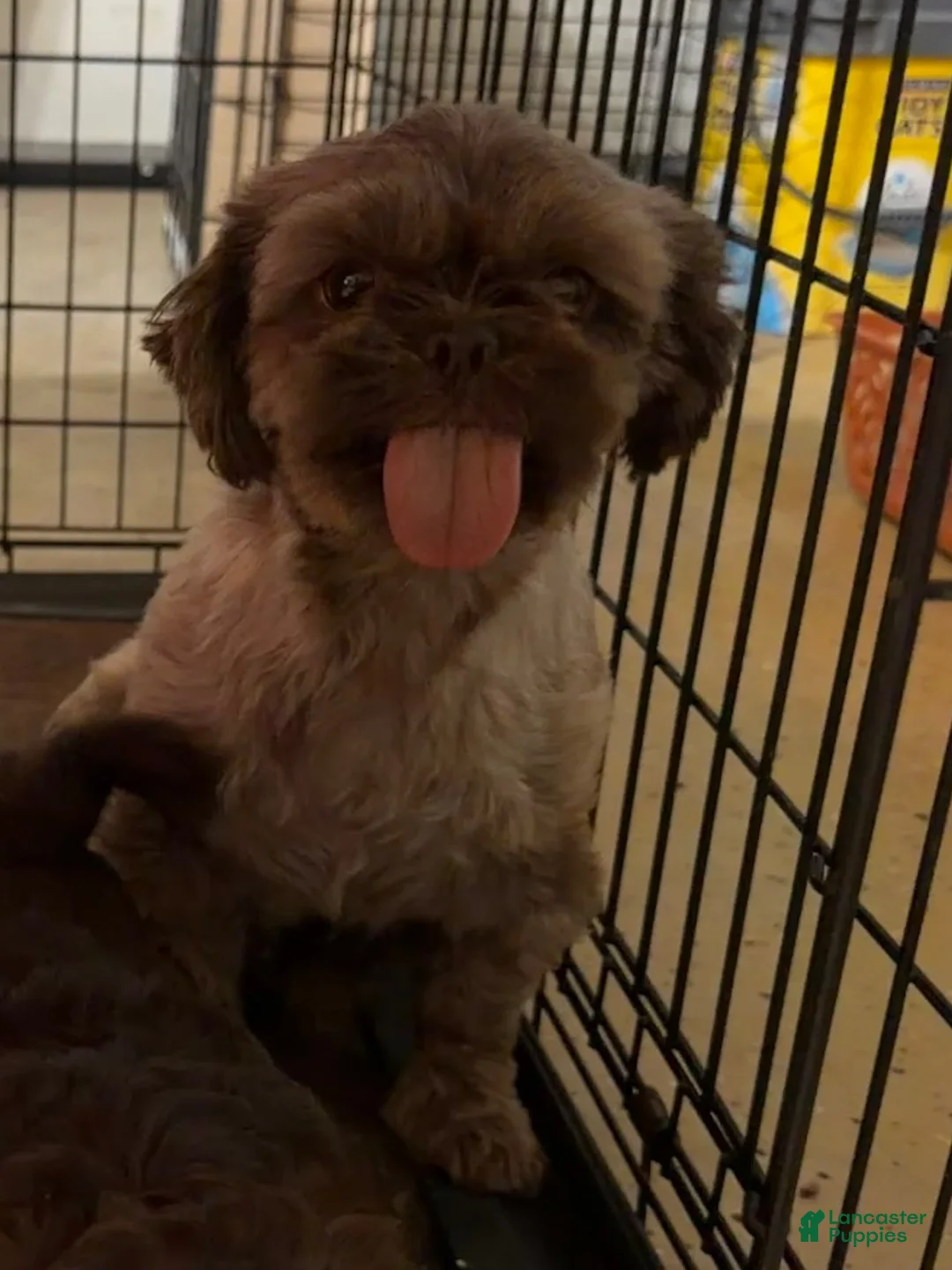 Shih Tzu dogs for sale: Yogi Bear - Ad 7