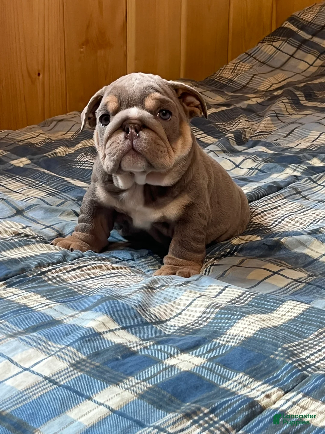 English Bulldog dogs for sale: Donner  - Ad 2