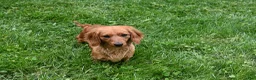 Miniature Dachshund dogs for sale: AKC King - Ad 8