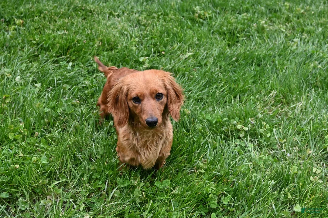 Miniature Dachshund dogs for sale: AKC King - Ad 8