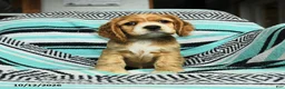 Cocker Spaniel dogs for sale: Crumpet - Ad 5