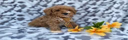 Cavapoo dogs for sale: Titus - Ad 9