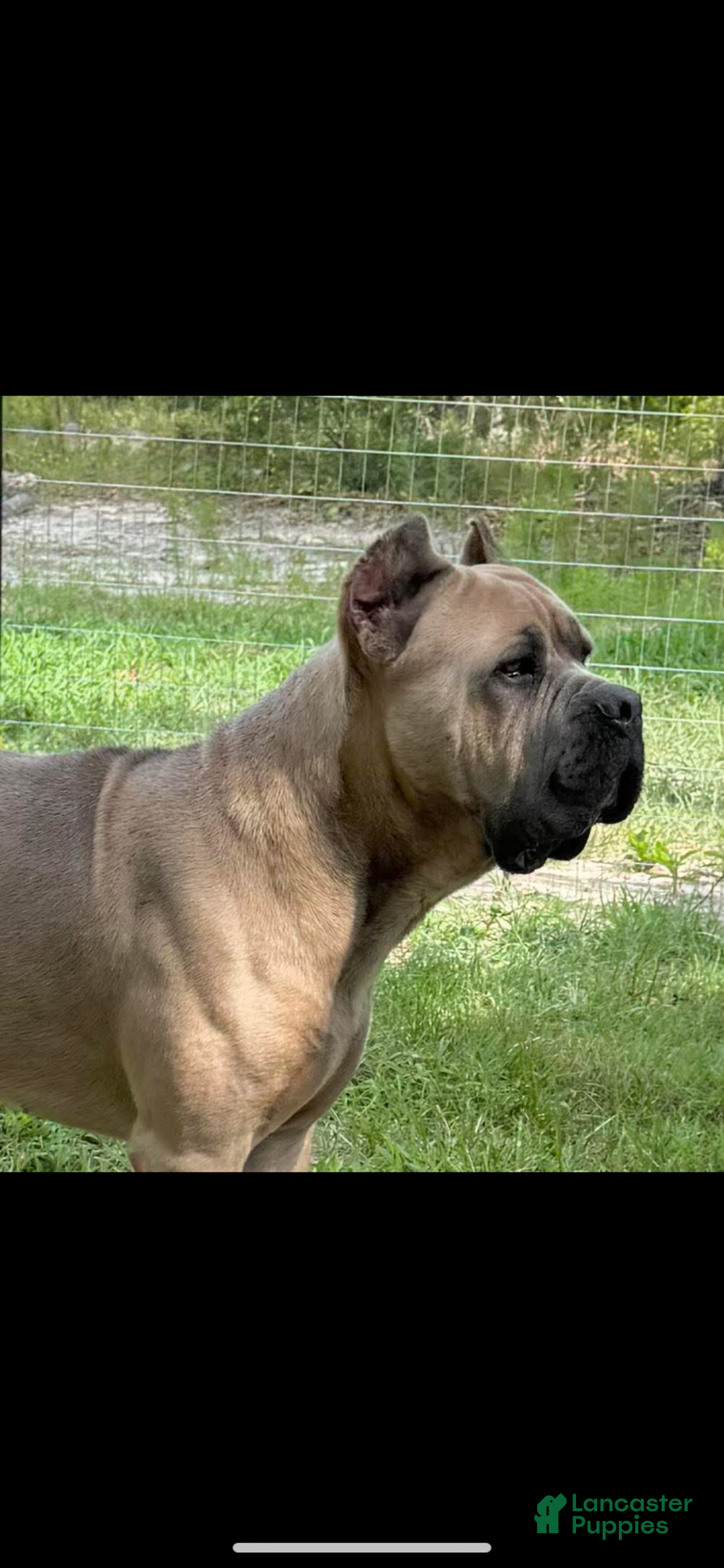 Cane Corso dogs for sale: Cane Corso Puppy 10 - Ad 10