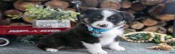 Miniature Australian Shepherd dogs for sale: Barney - Ad 1