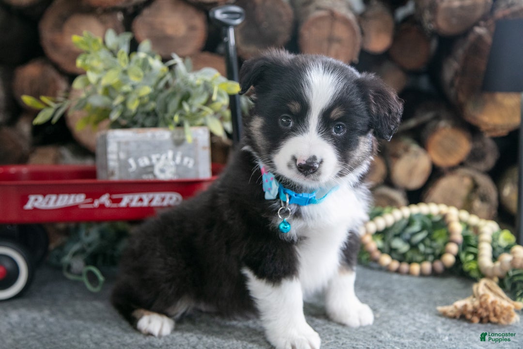 Miniature Australian Shepherd dogs for sale: Barney - Ad 1