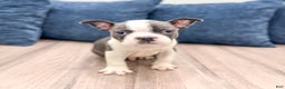 Frenchton dogs for sale: Watson - Ad 2