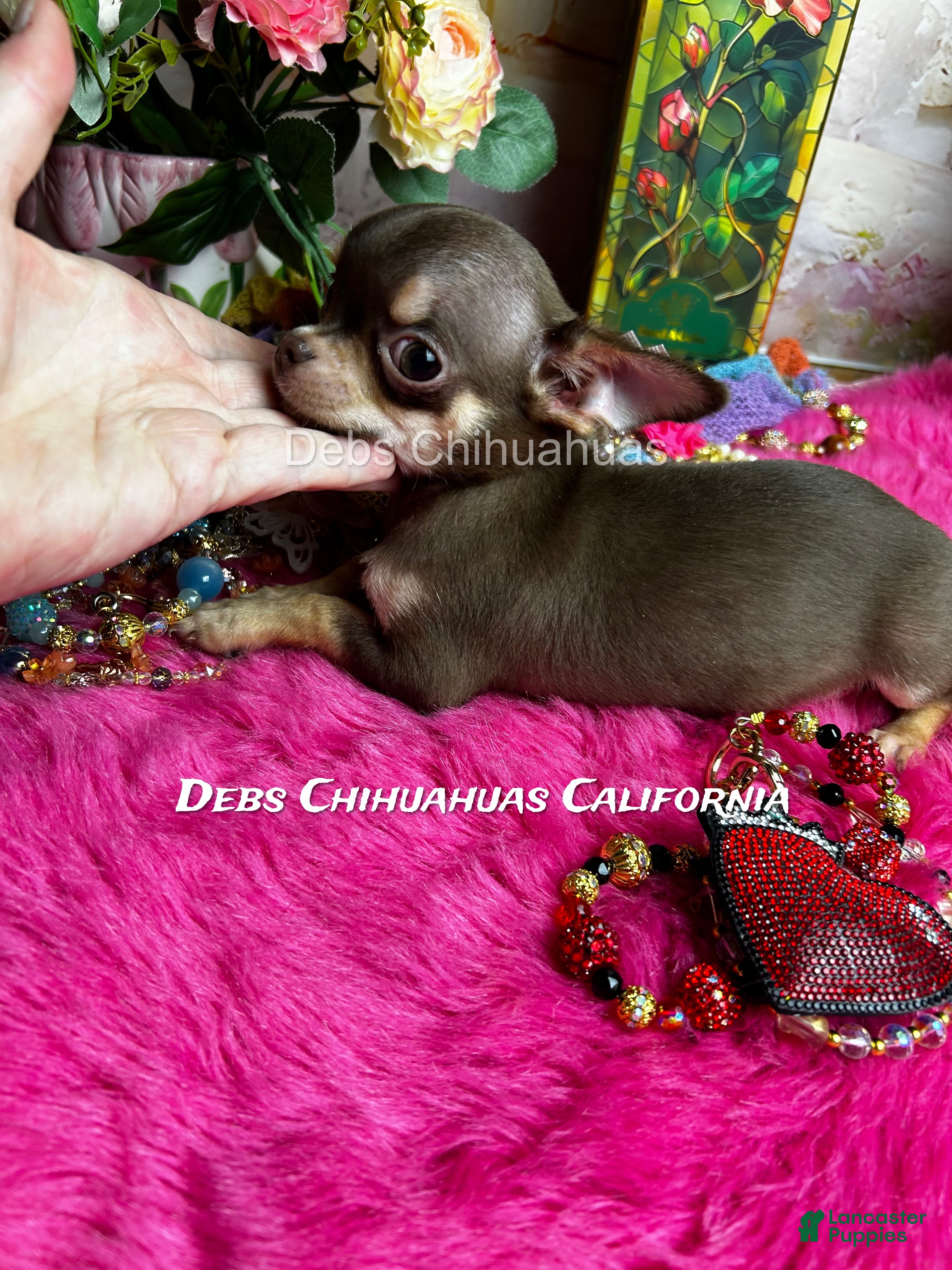 Chihuahua dogs HERSHEY  - Ad 1