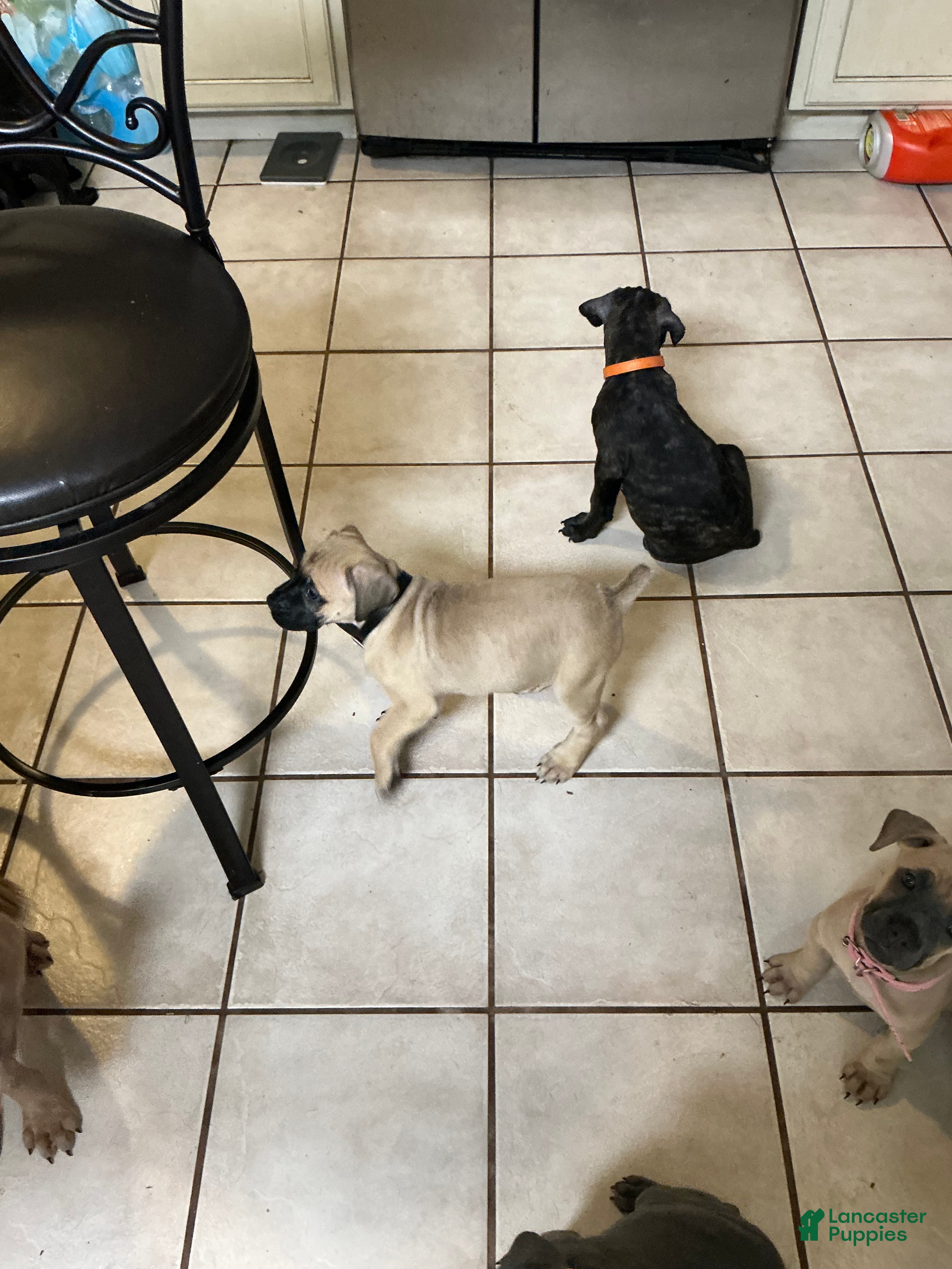 Cane Corso dogs Queen Louise  - Ad 1