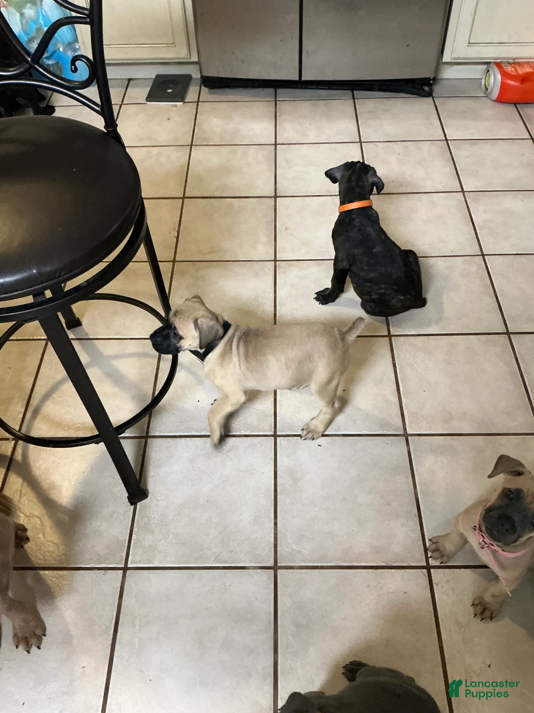 Cane Corso dogs for sale: Queen Louise  - Ad 1